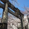 滋賀県大津 天孫神社の桜（ソメイヨシノ）